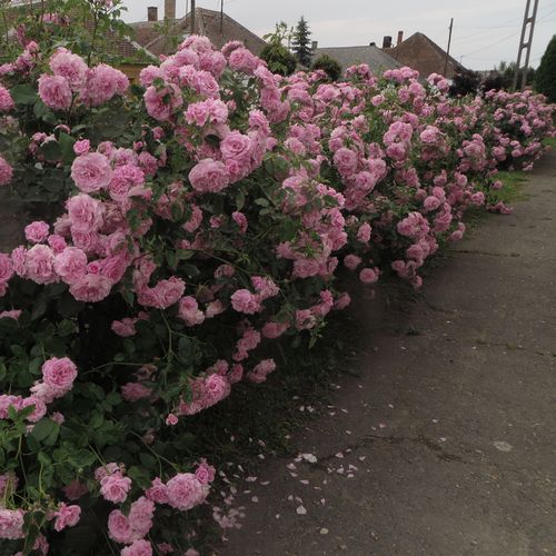Světle růžová - Stromkové růže, květy kvetou ve skupinkách - stromková růže s keřovitým tvarem koruny